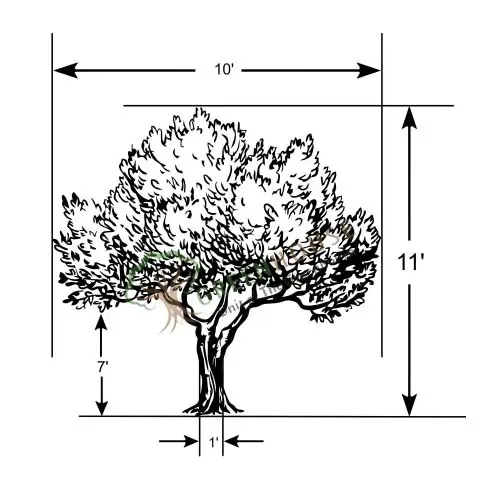 1-Sided-Ruscus-Tree