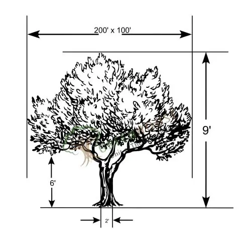 Forest-Themed-Tree