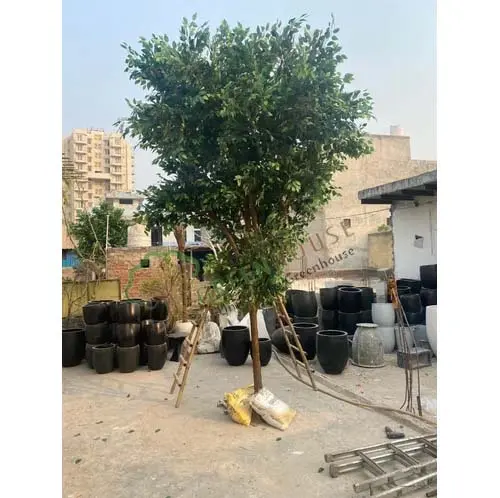 Artificial-Handmade-Ficus-Tree-4