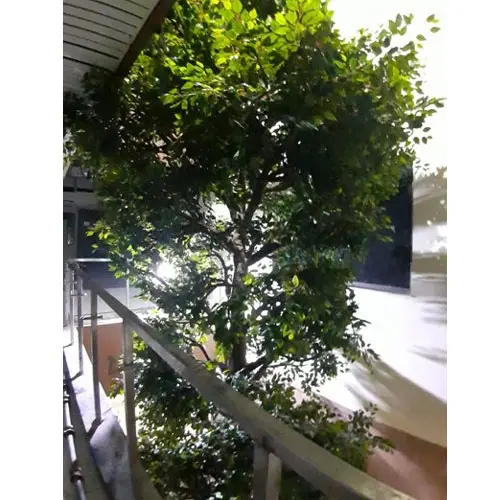 Arificiala Ficus Tree