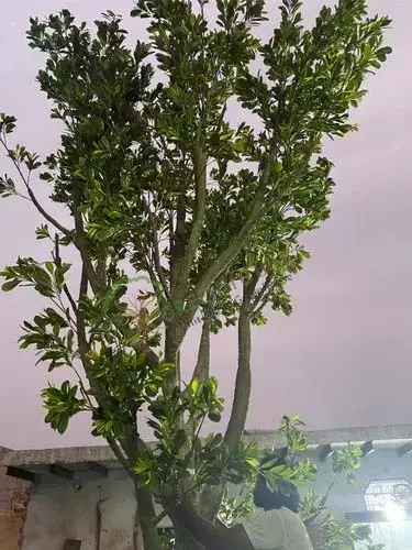 Fake-Artificial-Tree