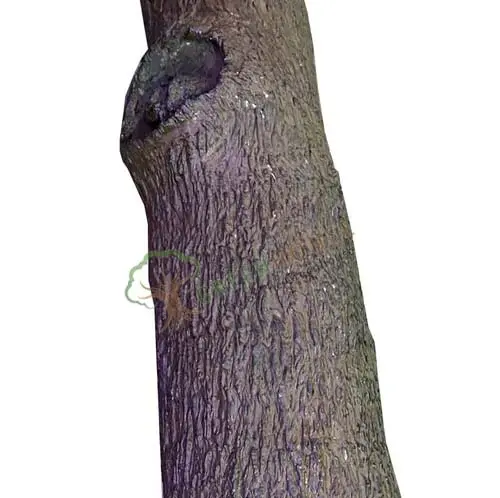 Tree-Wall-Mounted