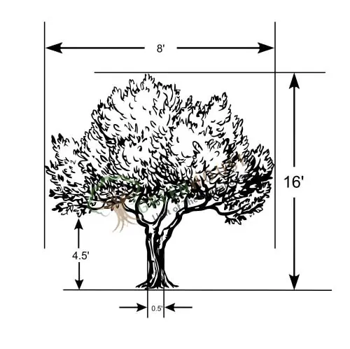 Big-Ficus-Tree