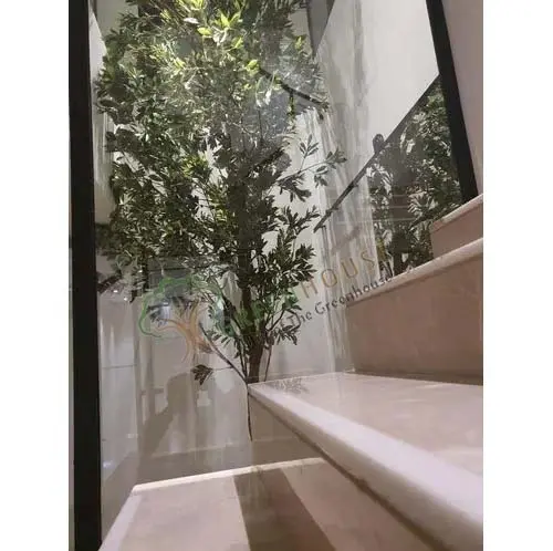 Big-Ficus-Tree