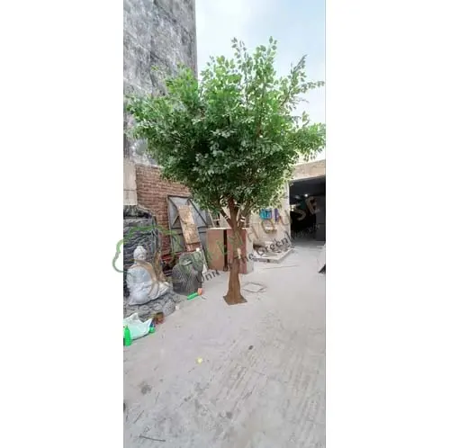 1-Sided-Ruscus-Tree