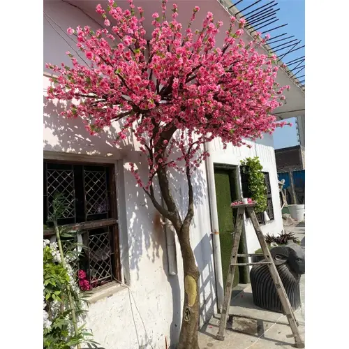 Cherry-Blossom-Tree