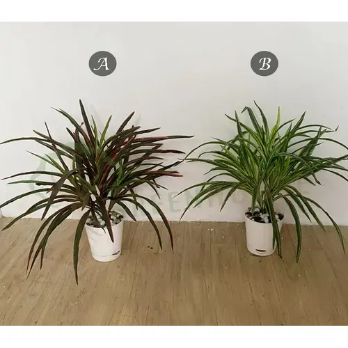 Plants Foliages & Flowers
