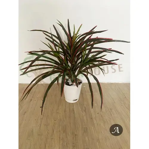 Plants Foliages & Flowers