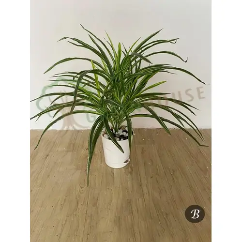 Plants Foliages & Flowers