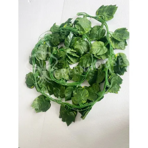 Plants Foliages & Flowers