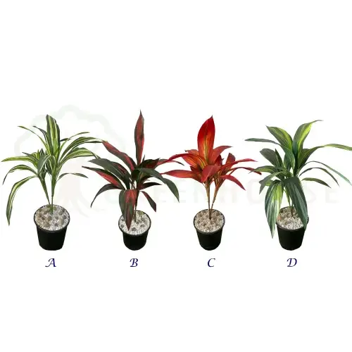 Plants Foliages & Flowers