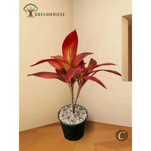 Plants Foliages & Flowers