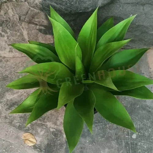 Plants Foliages & Flowers