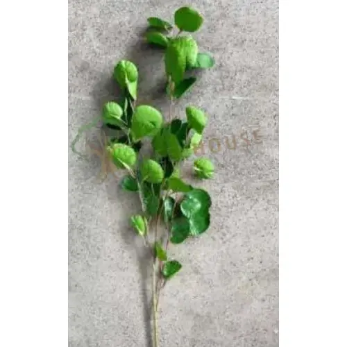 Plants Foliages & Flowers