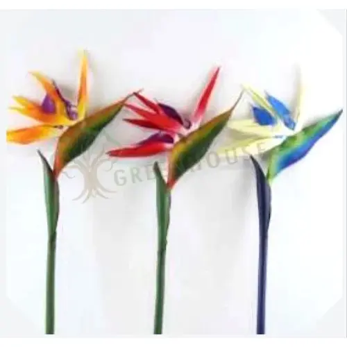 Plants Foliages & Flowers