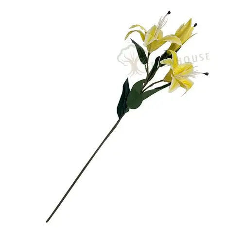 Plants Foliages & Flowers