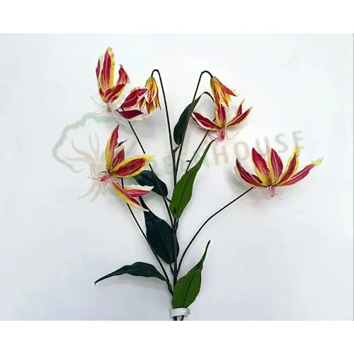 Plants Foliages & Flowers