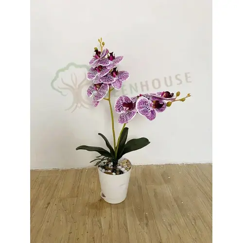 Plants Foliages & Flowers