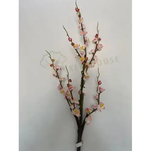 Plants Foliages & Flowers