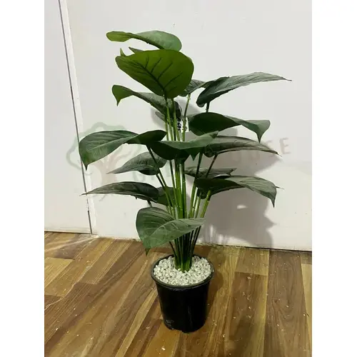 Plants Foliages & Flowers