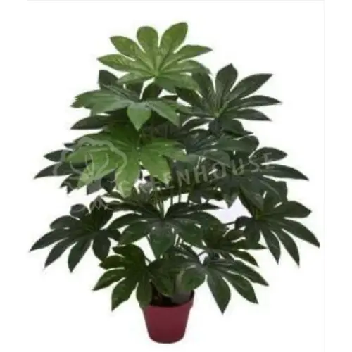 Plants Foliages & Flowers