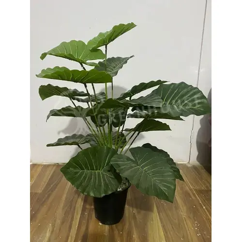 Plants Foliages & Flowers