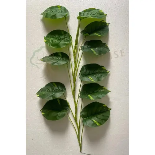 Plants Foliages & Flowers