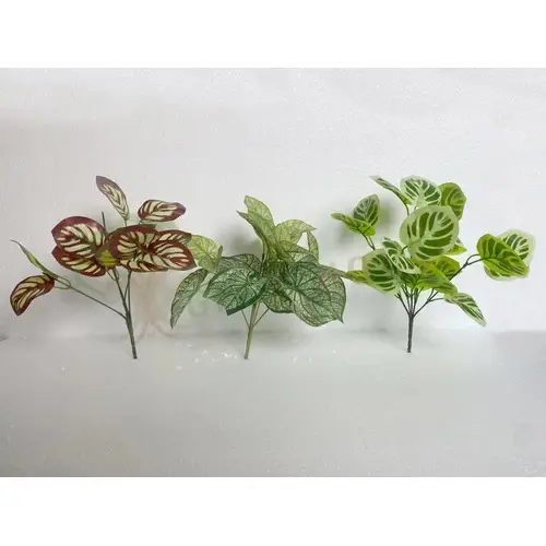 Plants Foliages & Flowers