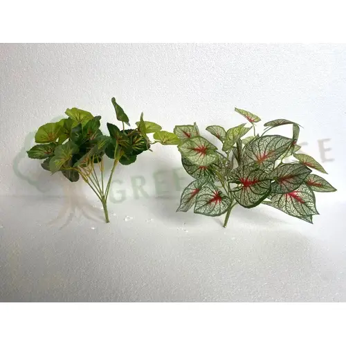 Plants Foliages & Flowers