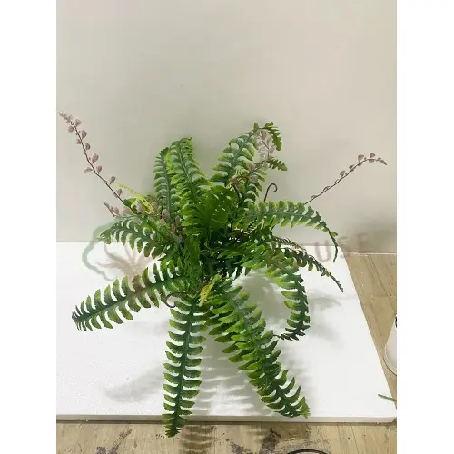 Plants Foliages & Flowers