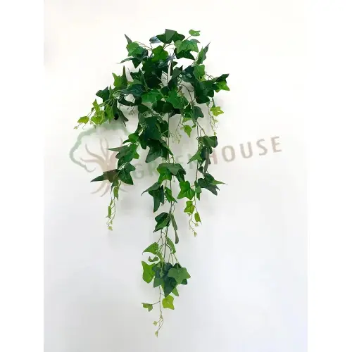 Plants Foliages & Flowers