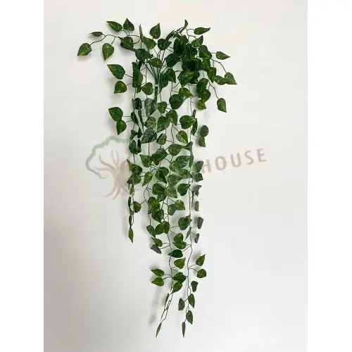Plants Foliages & Flowers