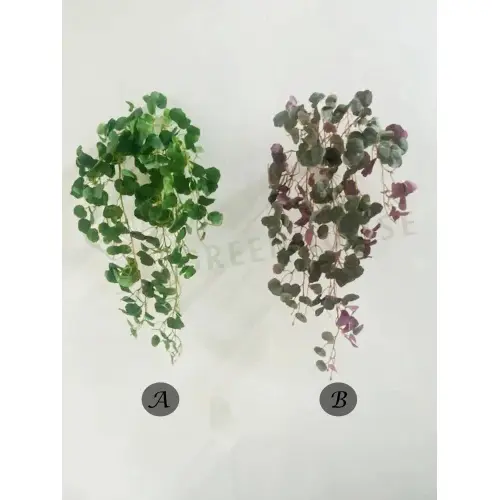 Plants Foliages & Flowers