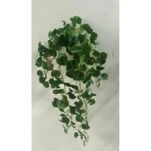 Plants Foliages & Flowers