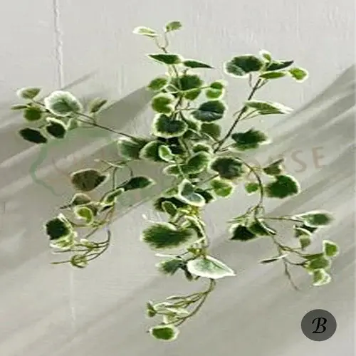 Plants Foliages & Flowers