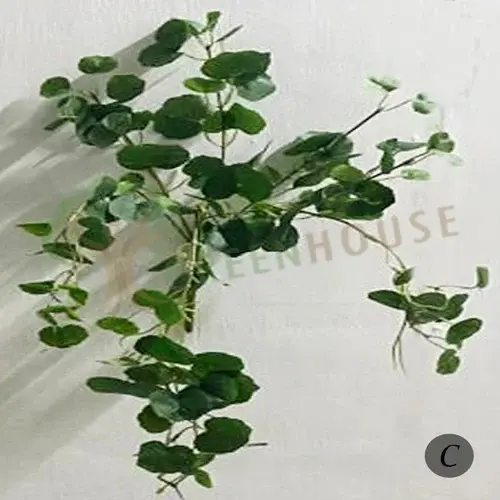 Plants Foliages & Flowers