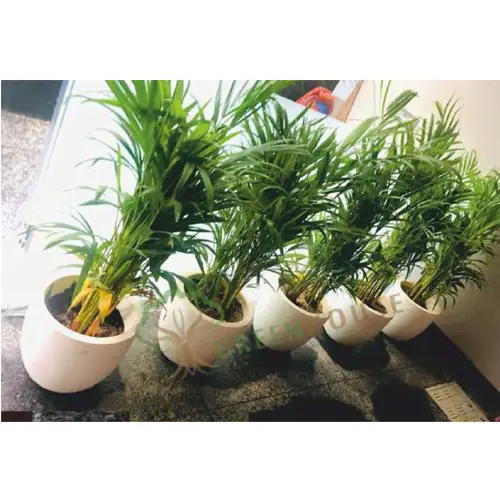 Oval Shape Planter