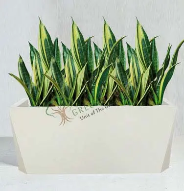 Rectangle Shape Planter