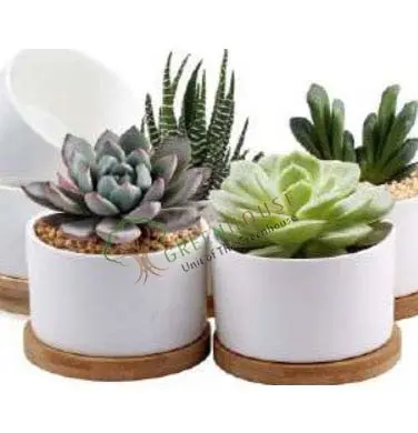 Small-Planter