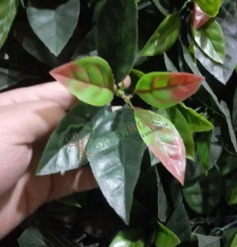 Greenwall-Artificial-1