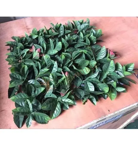 Greenwall-Artificial-1