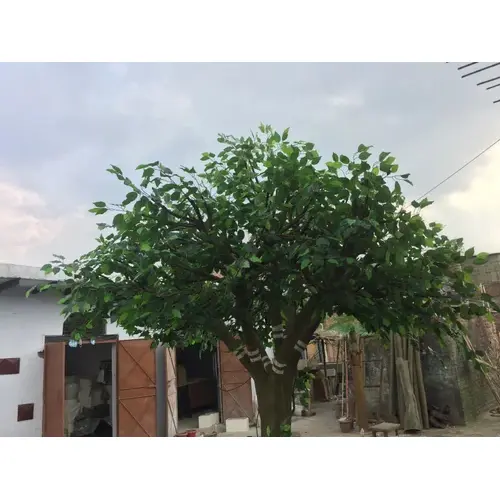 Artificial-Ficus-Tree