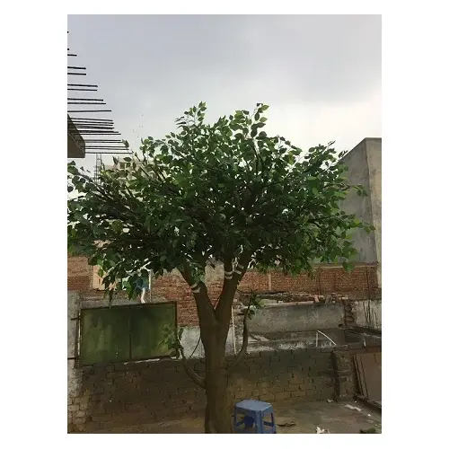 Artificial-Ficus-Tree