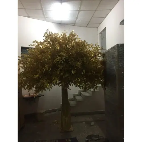 Golden-Ficus-Tree