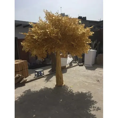 Golden-Ficus-Tree