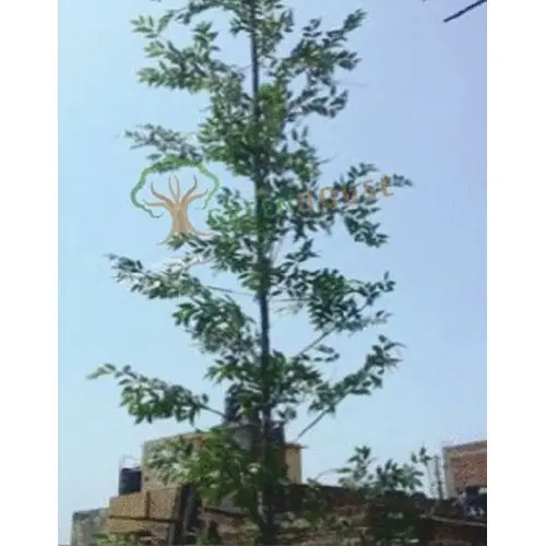 Medium Artificial Tree