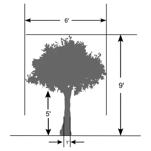 One Sided Banyan Ficus Tree