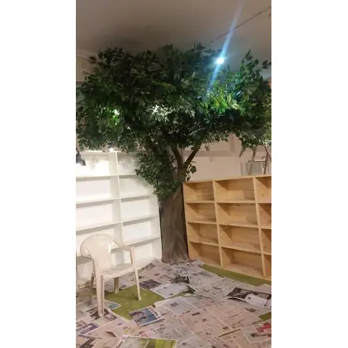 One Sided Banyan Ficus Tree