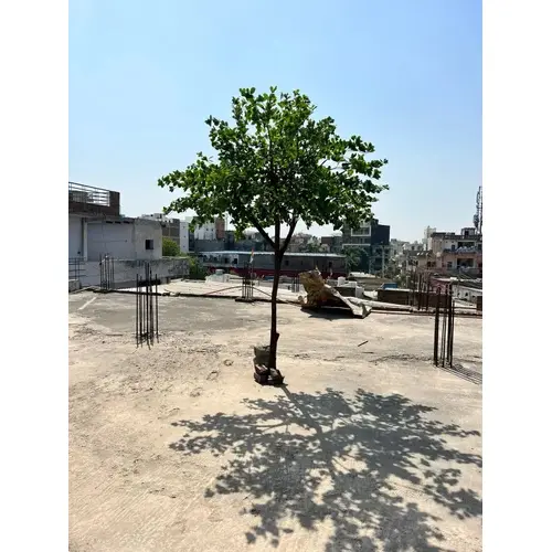 Artificial Ficus Microcapa Tree