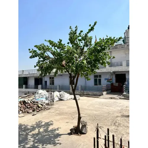 Artificial Ficus Microcapa Tree